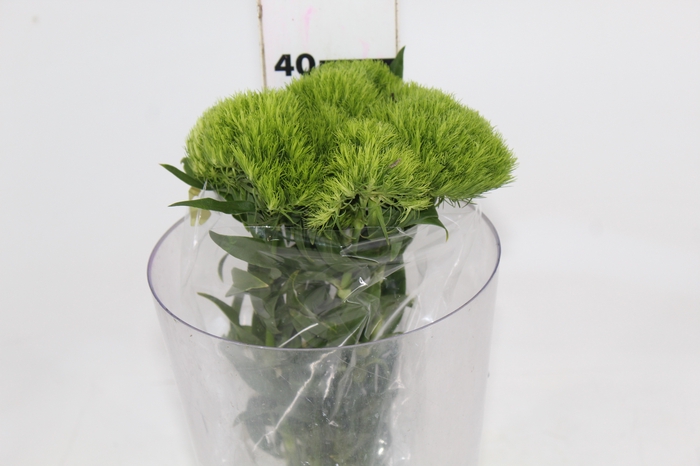 <h4>FOLHAGEM ASPARGO PLUMOSO</h4>