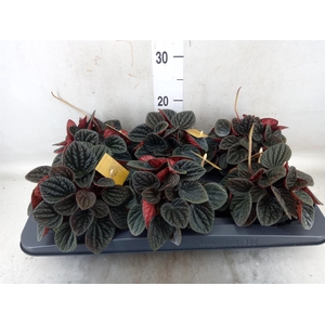 Peperomia
