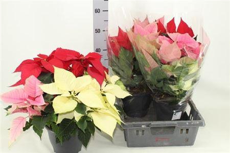 <h4>Euphor P Gem In Pot 15+</h4>