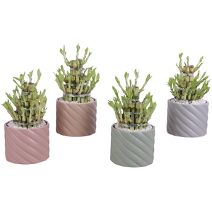 Lucky Bamboo Shape Round 3B Ø14cm Ceramic SE661