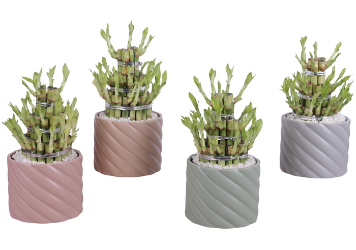 <h4>Lucky Bamboo Shape Round 3B Ø14cm Ceramic SE661</h4>