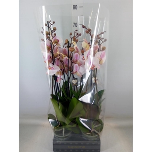 Phalaenopsis  'Anthura Madrid'