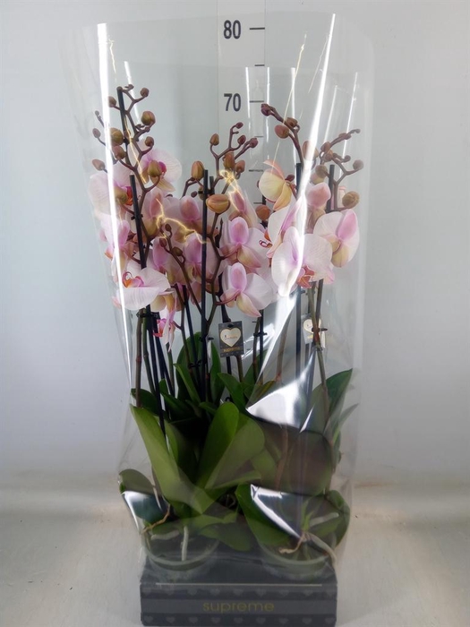 <h4>Phalaenopsis  'Anthura Madrid'</h4>
