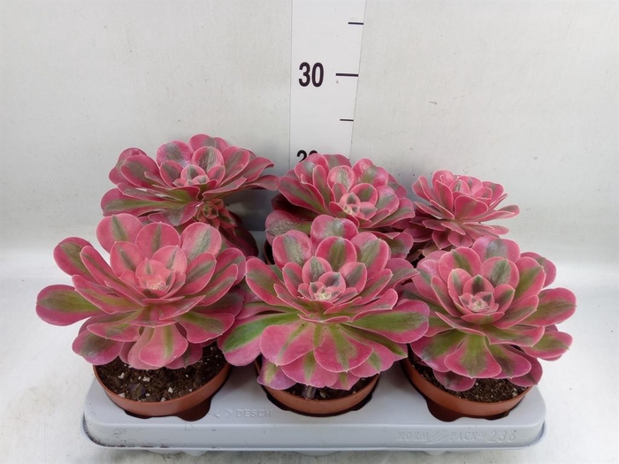 <h4>Aeonium   ...</h4>