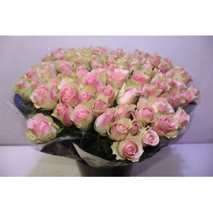 R Gr Belle Rose X10