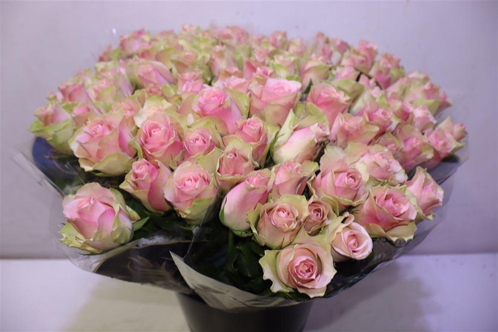 <h4>R Gr Belle Rose X10</h4>