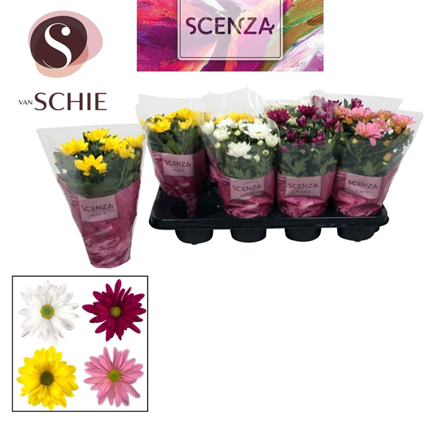 <h4>Chrysanne® Margarita SCENZA</h4>