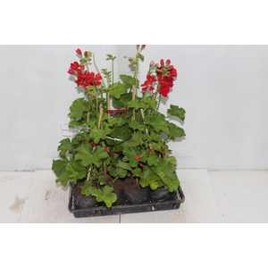 GERANIO PENDENTE SAQ 13