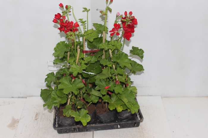 <h4>GERANIO PENDENTE SAQ 13</h4>