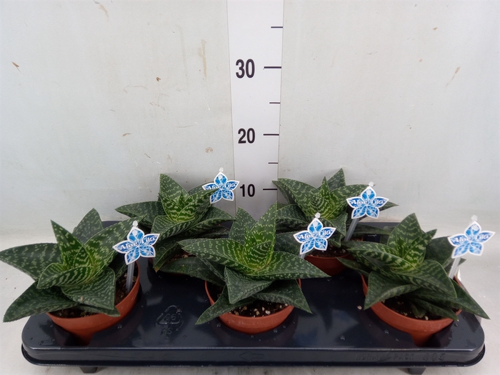 <h4>xGasteraloe  'Tiki Zilla'</h4>