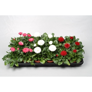 Bellis Roggli. gemengd op bak p9