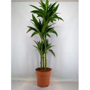 Dracaena frag. 'Janet Craig'