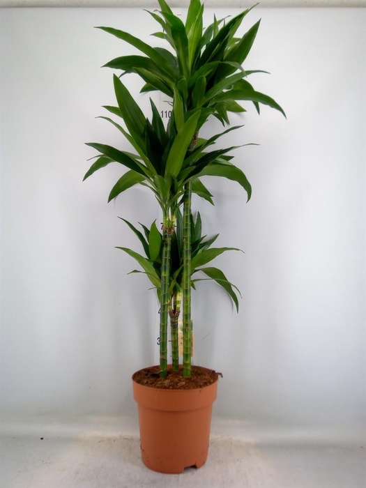 <h4>Dracaena frag. 'Janet Craig'</h4>