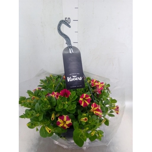 Petunia  'Surfinia'   ...