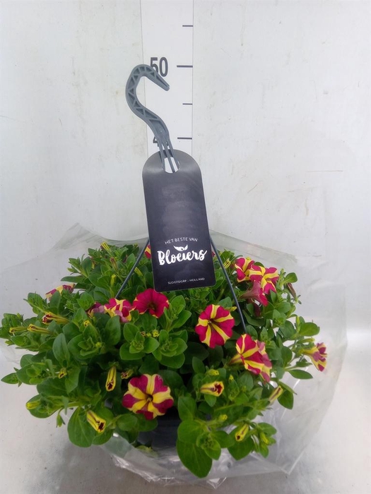 <h4>Petunia  'Surfinia'   ...</h4>