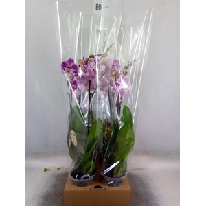 Phalaenopsis   ...