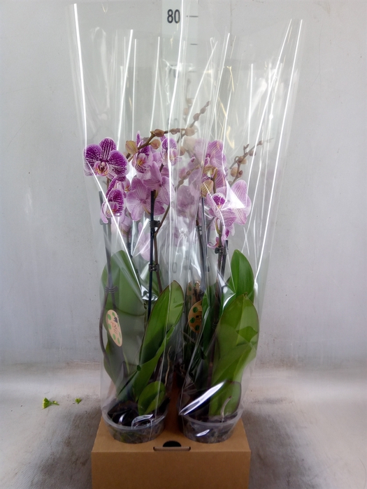 <h4>Phalaenopsis   ...</h4>