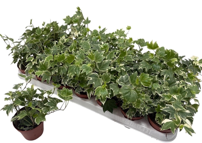 <h4>HED HE WHITE RIPPLE</h4>