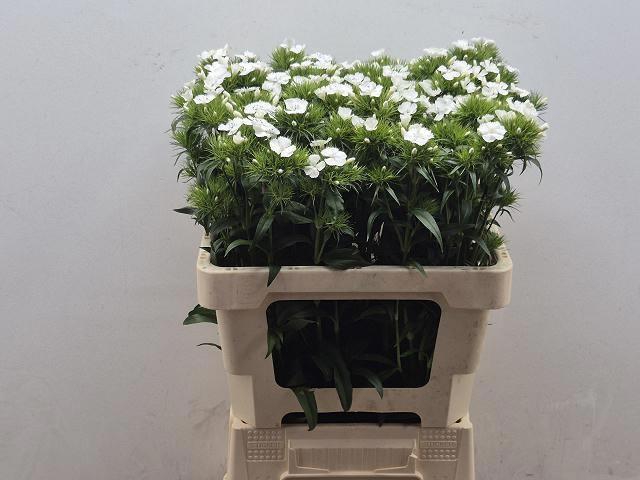 <h4>DI BARB BAR WHITE</h4>