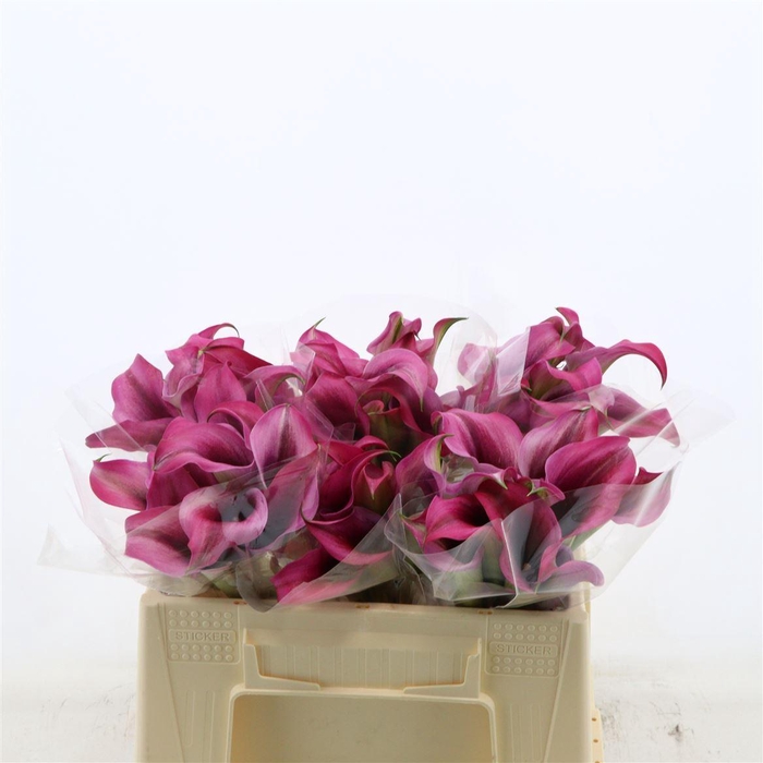 <h4>Calla Dior | Dubbelbloemig</h4>