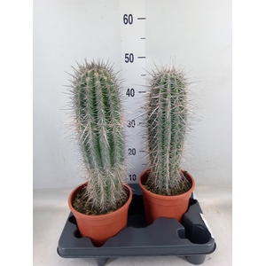Pachycereus pringlei
