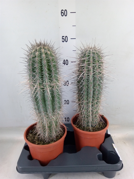 <h4>Pachycereus pringlei</h4>