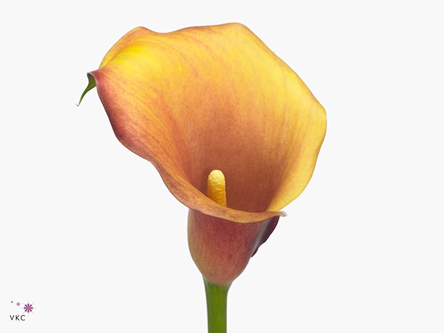 Calla Captain Odeon