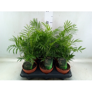 Chamaedorea elegans