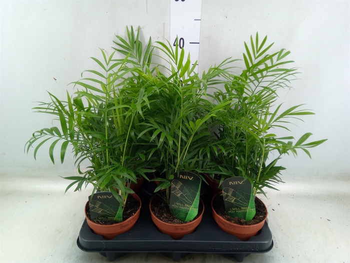 <h4>Chamaedorea elegans</h4>
