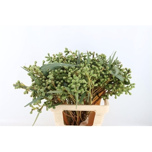 Euca Berry Long 60cm P Bunch