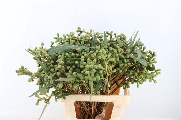 <h4>Euca Berry Long 60cm P Bunch</h4>