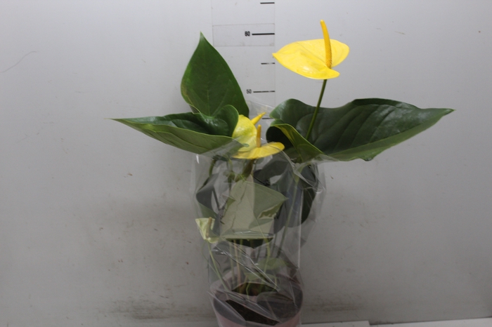 <h4>ANTHURIUM COLOURS AMARELO P17</h4>