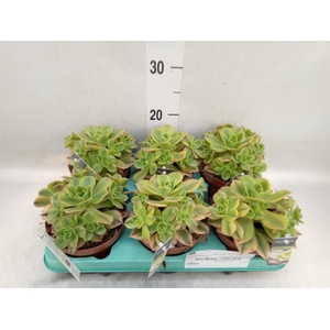 Aeonium   ...