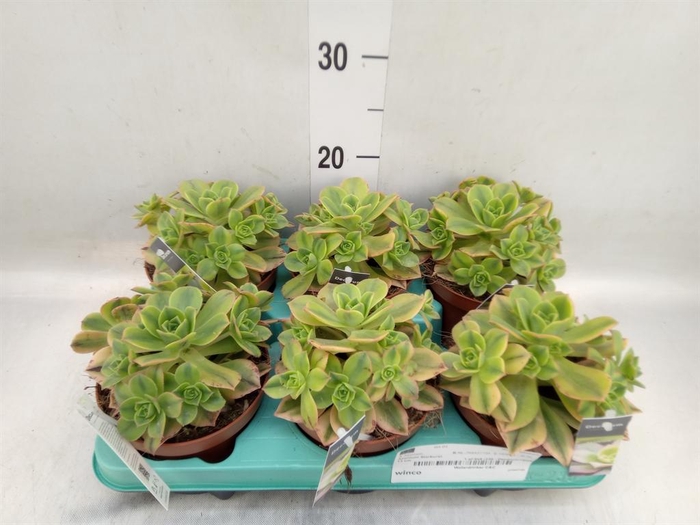 <h4>Aeonium   ...</h4>