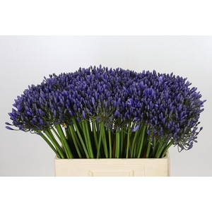 Agapanthus Blue Giant