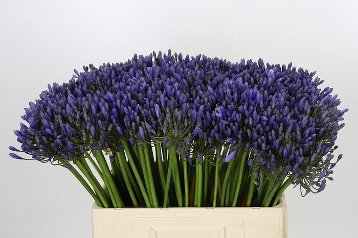 <h4>Agapanthus Blue Giant</h4>