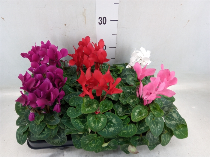 <h4>Cyclamen MD 'Allure'</h4>