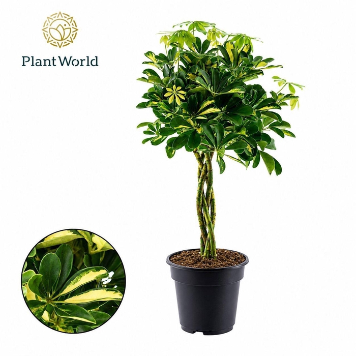 <h4>Schefflera Gold Capella</h4>