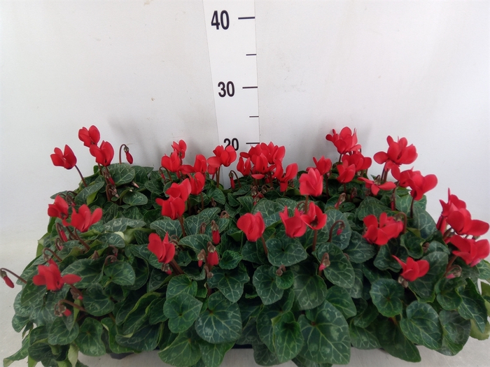 <h4>Cyclamen KL 'Carino'</h4>