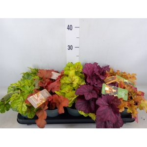 Heuchera  'Indian Summer'   ...mix