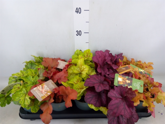 <h4>Heuchera  'Indian Summer'   ...mix</h4>