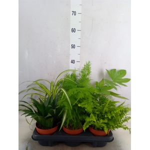 Planten  ..mix