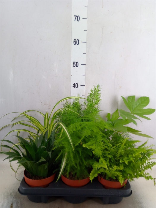 <h4>Planten  ..mix</h4>