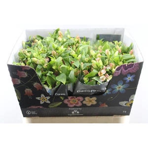 Alstr Fl Charmelia Coral (zalm