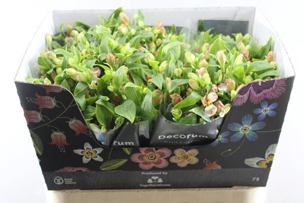 <h4>Alstr Fl Charmelia Coral (zalm</h4>