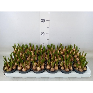 Muscari  'Magic Blue'