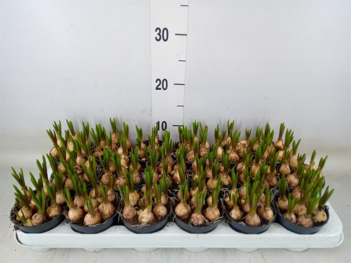 <h4>Muscari  'Magic Blue'</h4>