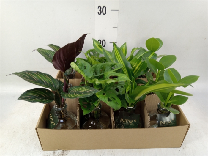 <h4>Planten  ..mix</h4>