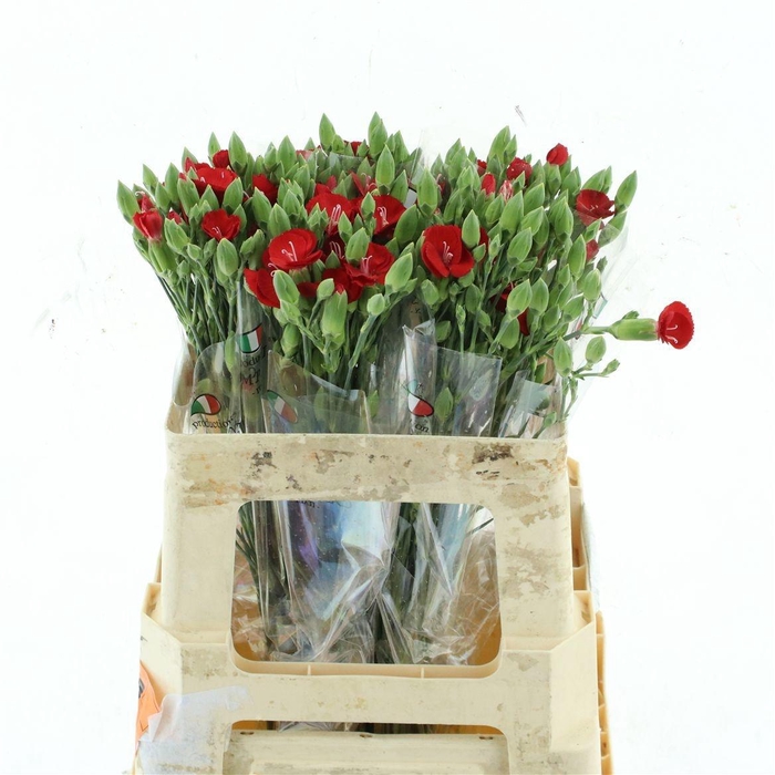<h4>DI TE SYMPLY LOVE</h4>