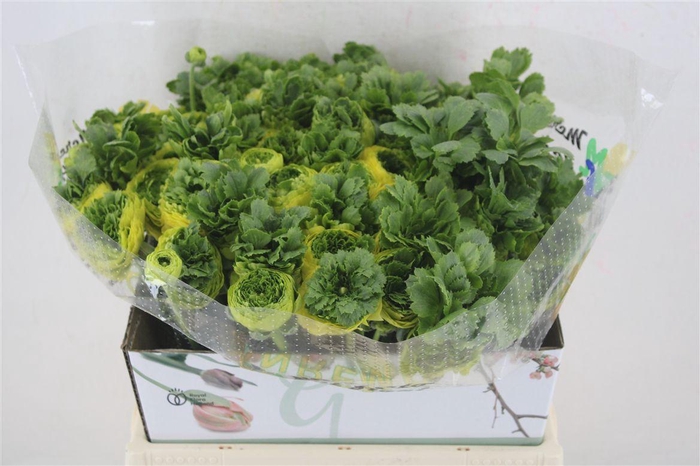 <h4>Ran Cloni Ex Lemon</h4>